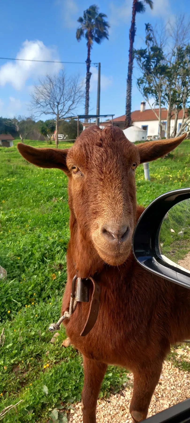 Friendly goat closeup