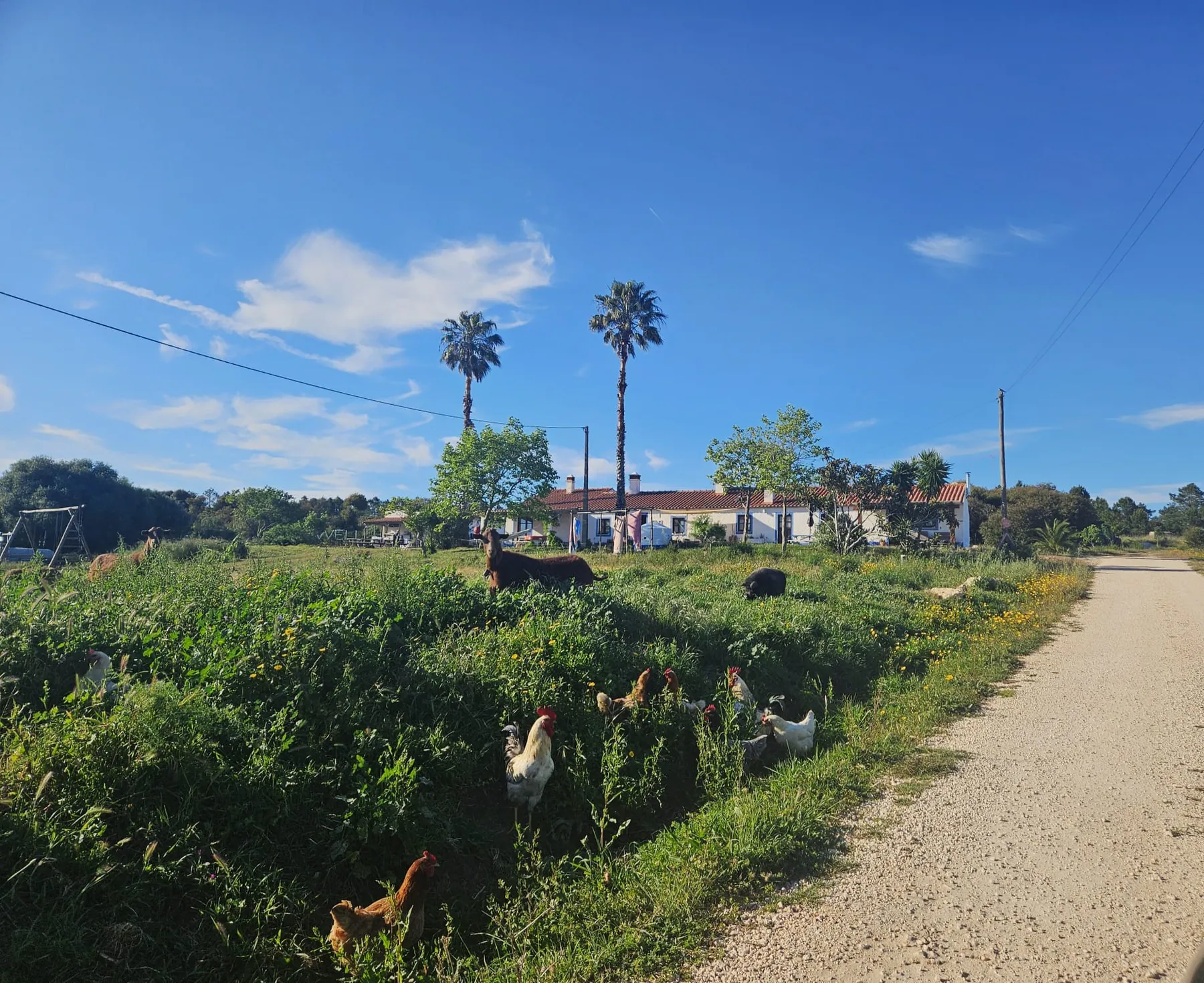 AllSwell Family Farm with animals in the meadow