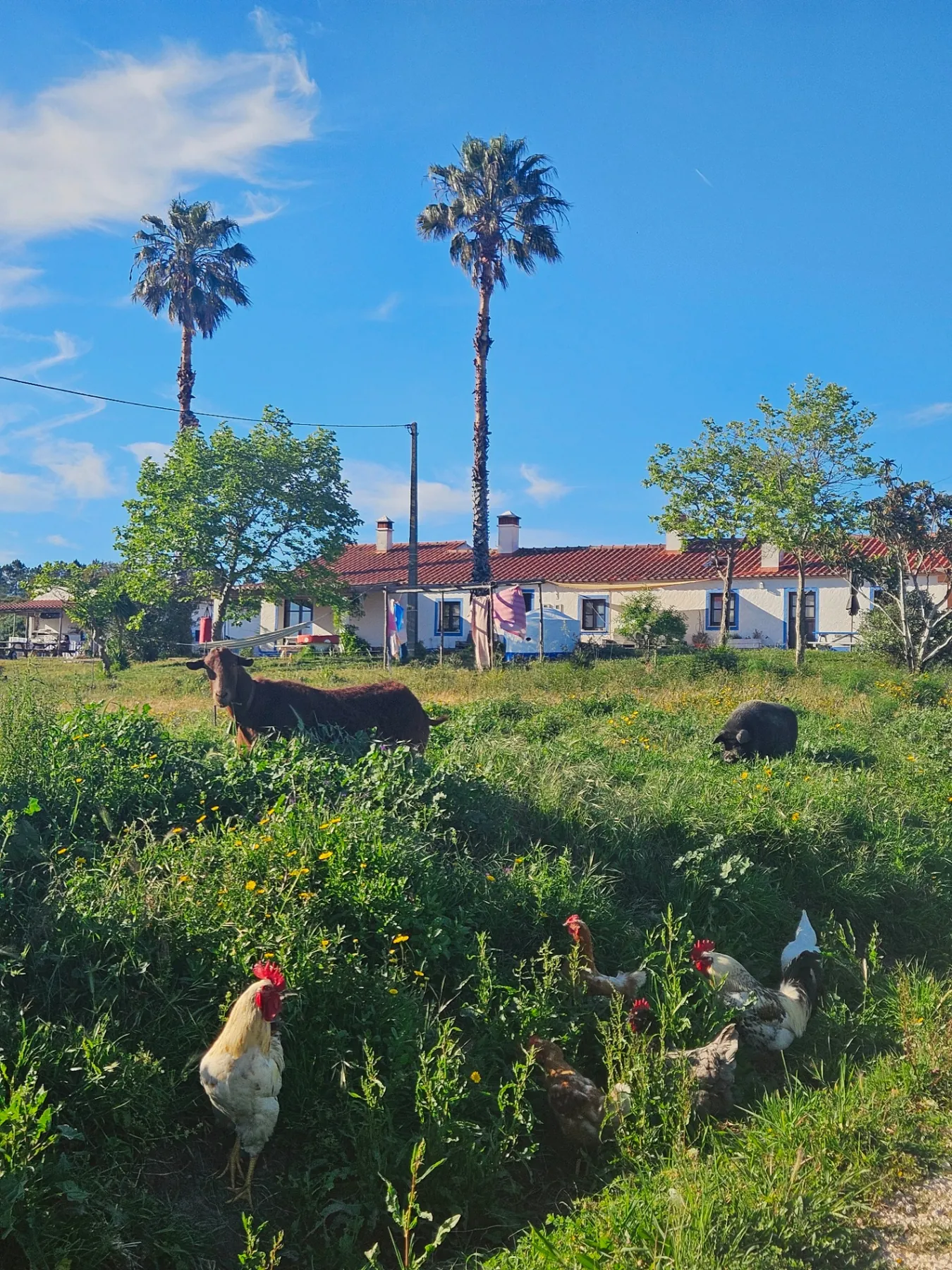 Goats, pig and chickens at the farm