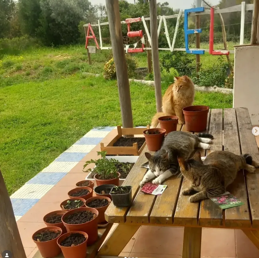 Cats and seedlings